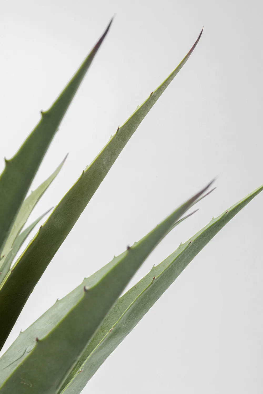 KARE Design Tekokasvit*Agave Tekokasvi 85cm