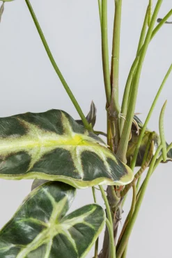 KARE Design Tekokasvit*Alocasia Tekokasvi 80cm