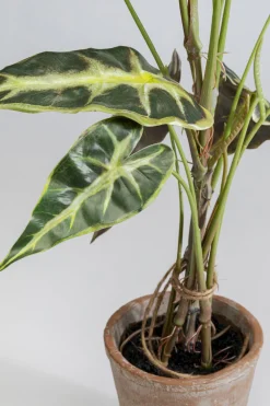 KARE Design Tekokasvit*Alocasia Tekokasvi 80cm