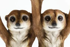 KARE Design Sohvapöydät|Olohuone*Animal Meerkat Sisters Sivupöytä Ø33cm