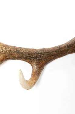 KARE Design Seinänaulakot*Antler Nature Sarvet Seinänaulakko 35cm