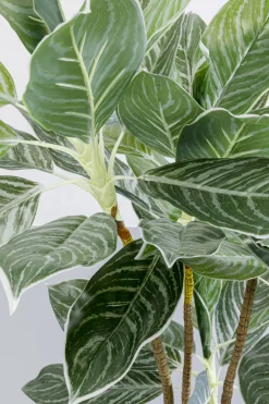 KARE Design Tekokasvit*Calathea Tekokasvi 140cm