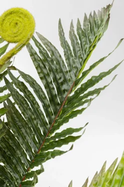 KARE Design Tekokasvit*Farn Saniaininen Tekokasvi 55cm