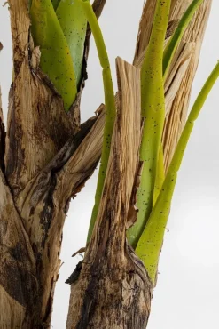 KARE Design Tekokasvit*Palm Tree Tekokasvi 190cm